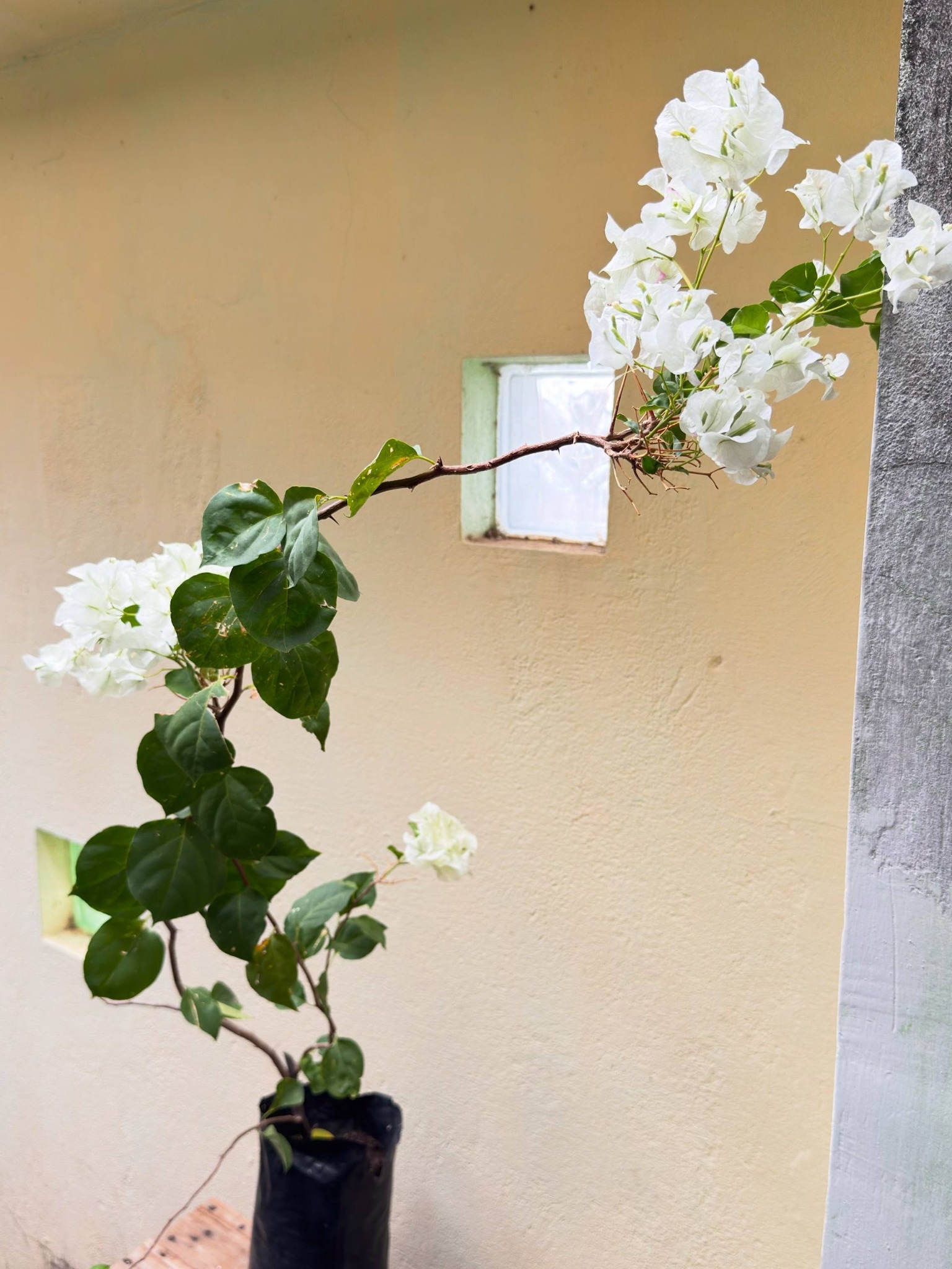 Buganvília branca real do Ateliê mostrando flores e porte