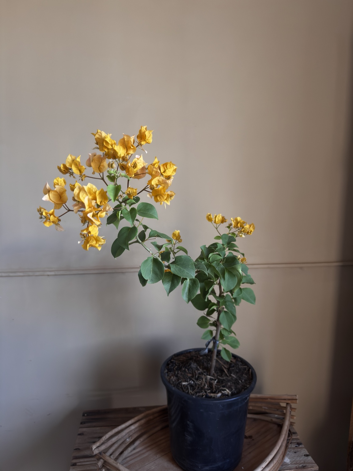Buganvília laranja inteira, mostrando o porte real da planta disponível