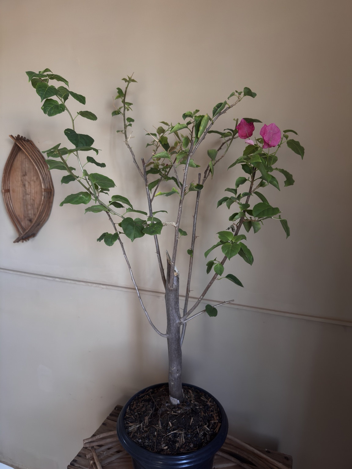 Buganvília rosa inteira, mostrando o porte real da planta disponível