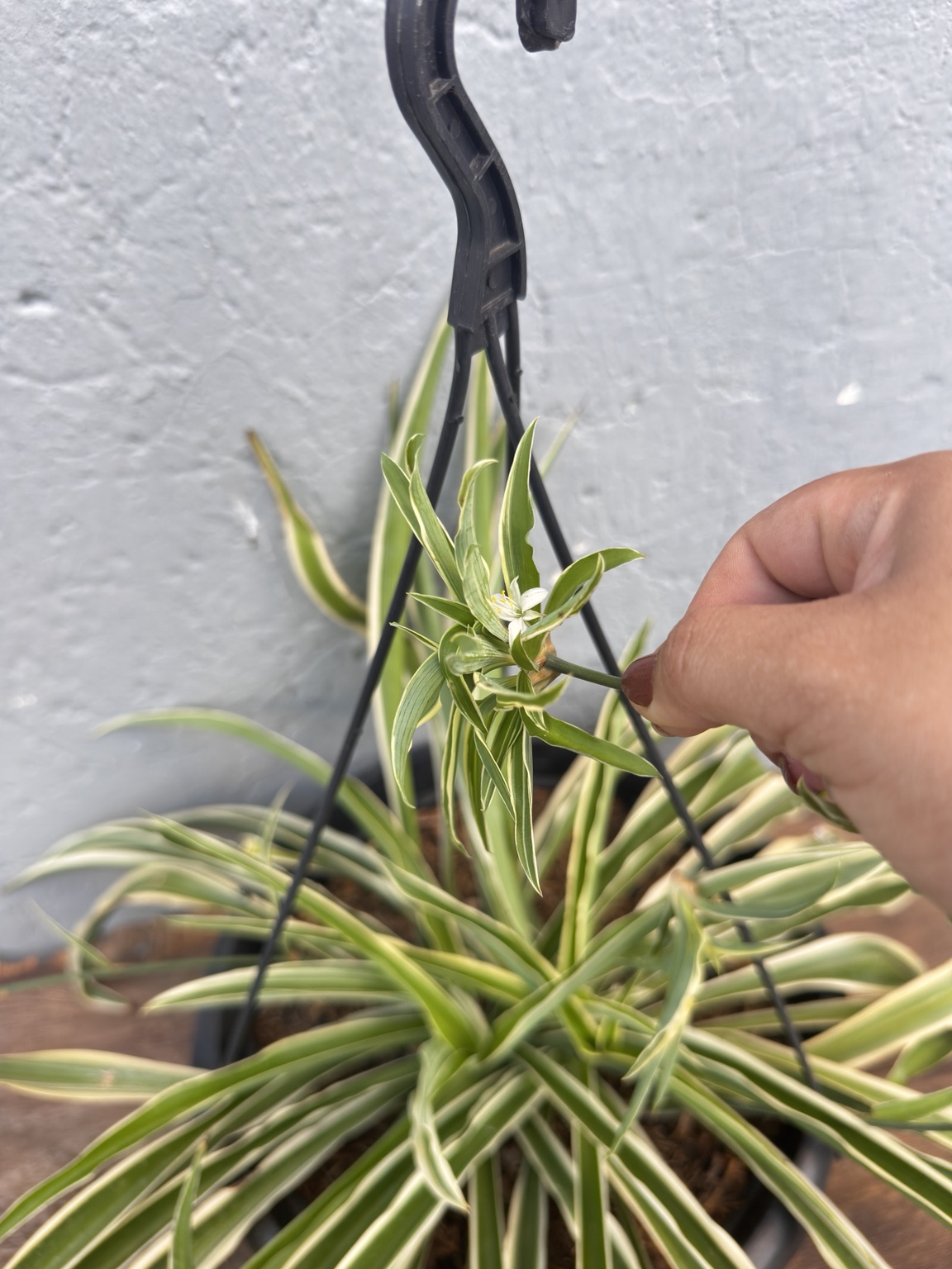 Detalhe da flor e das mudinhas do clorofito-variegado disponível no Ateliê