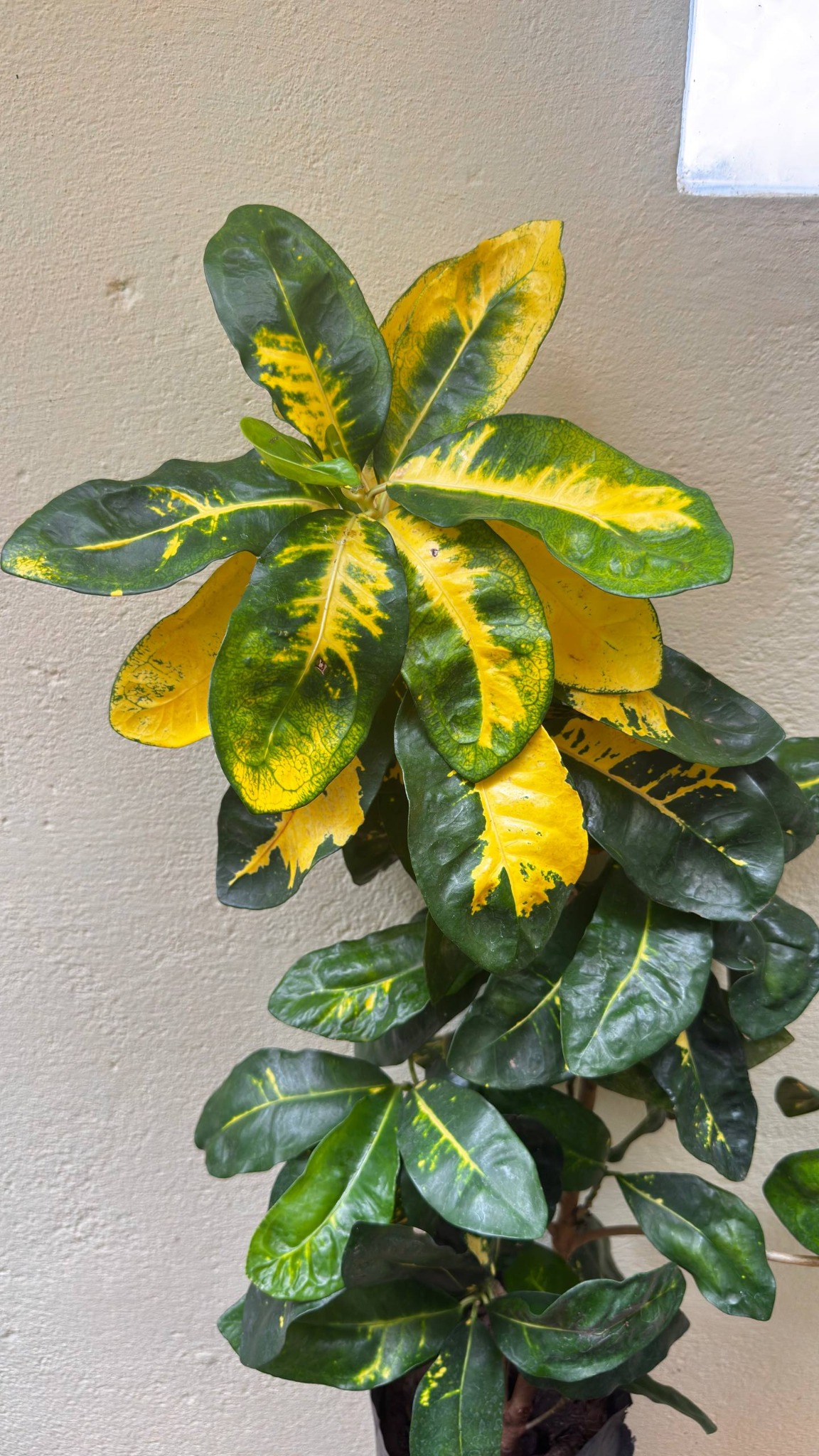 Cróton real do Ateliê com folhas verdes e amarelas
