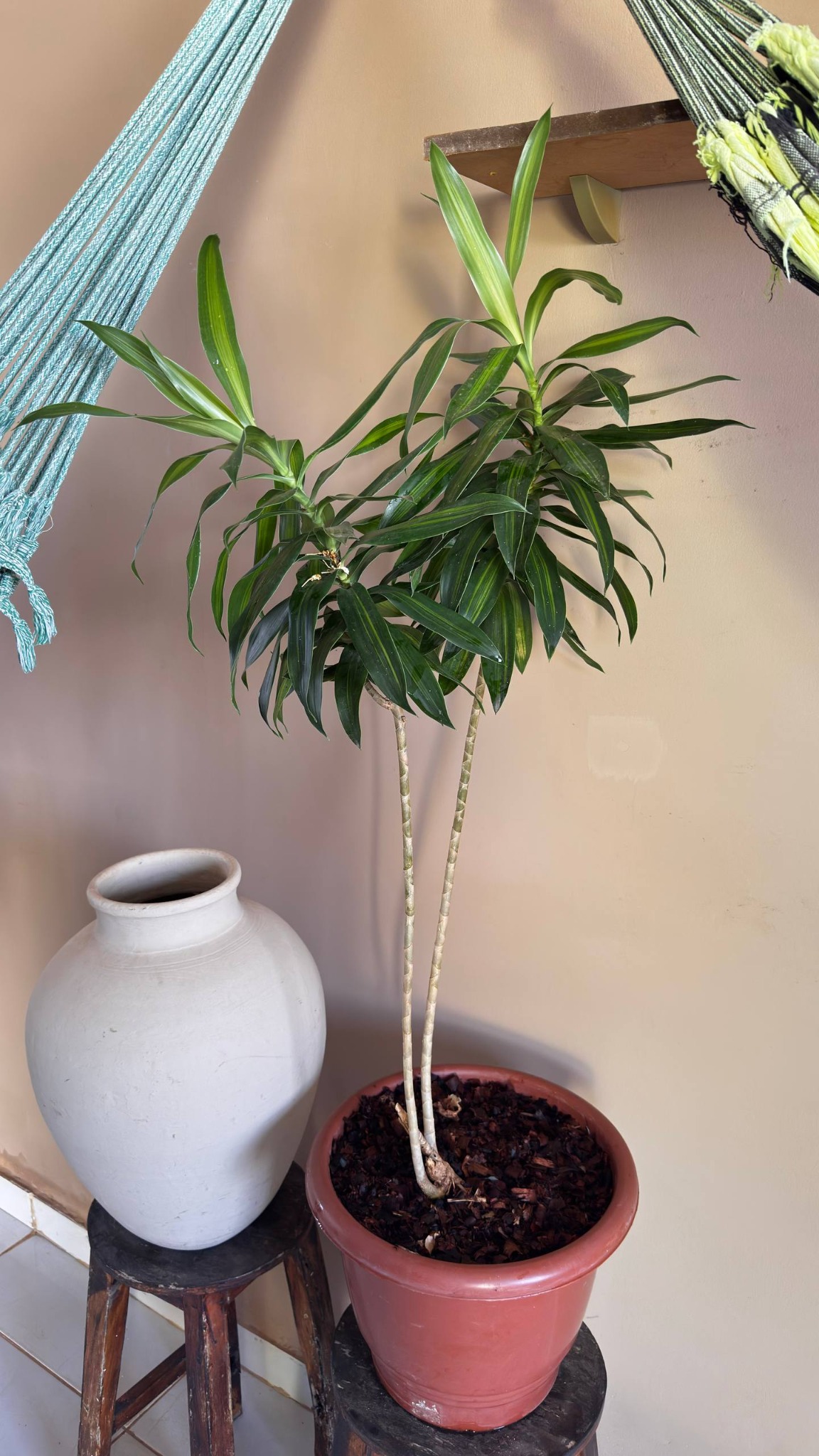 Dracena real do Ateliê mostrando o porte da planta