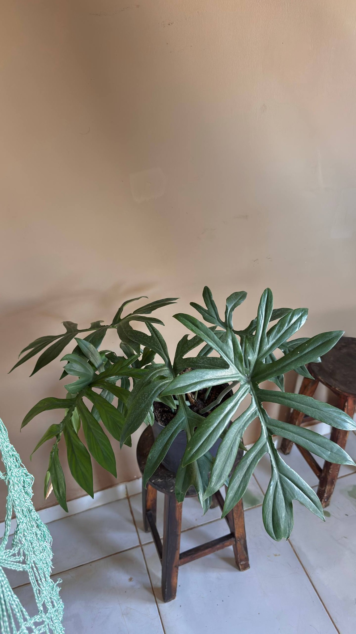 Filodendro real do Ateliê com folhas verdes recortadas