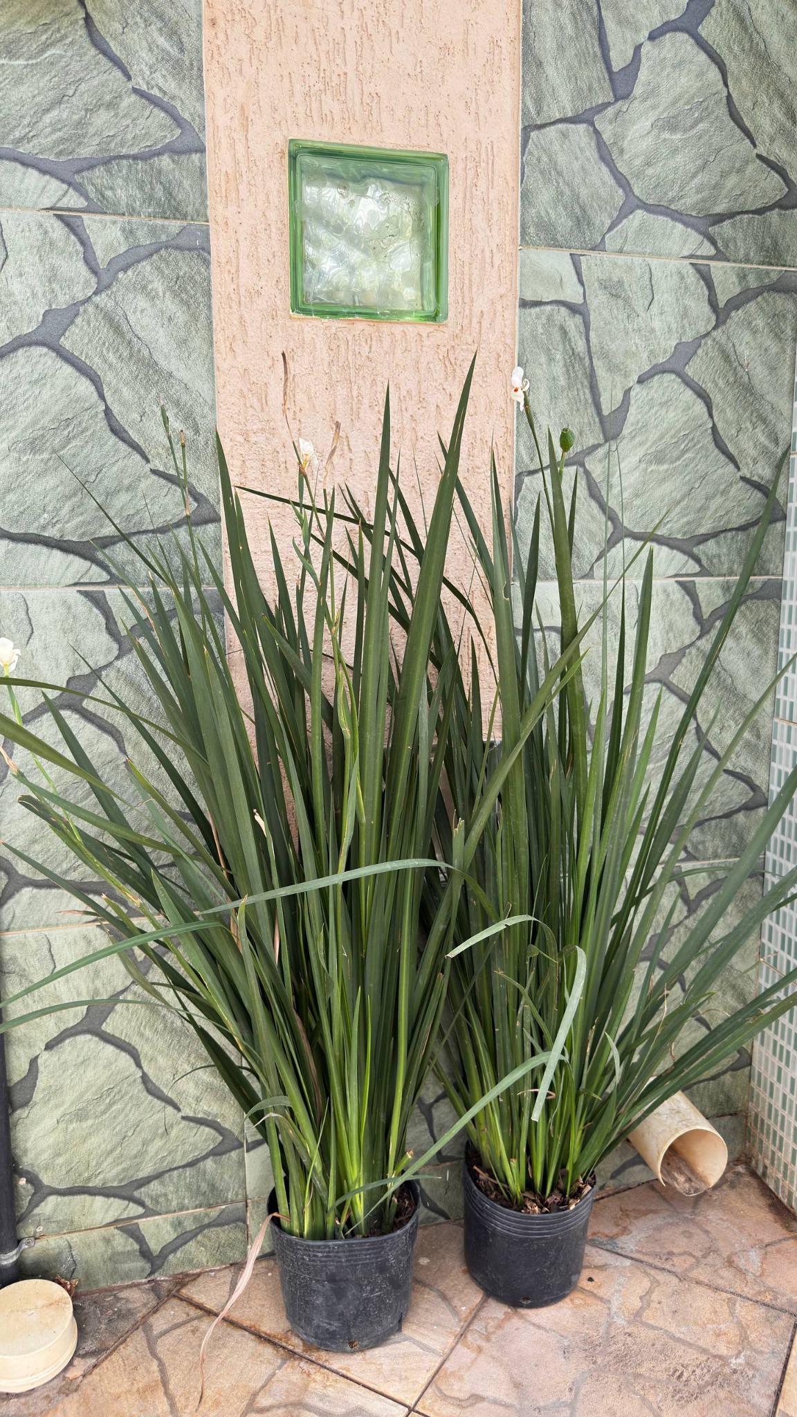 Duas moréias-brancas mostrando o porte real das plantas