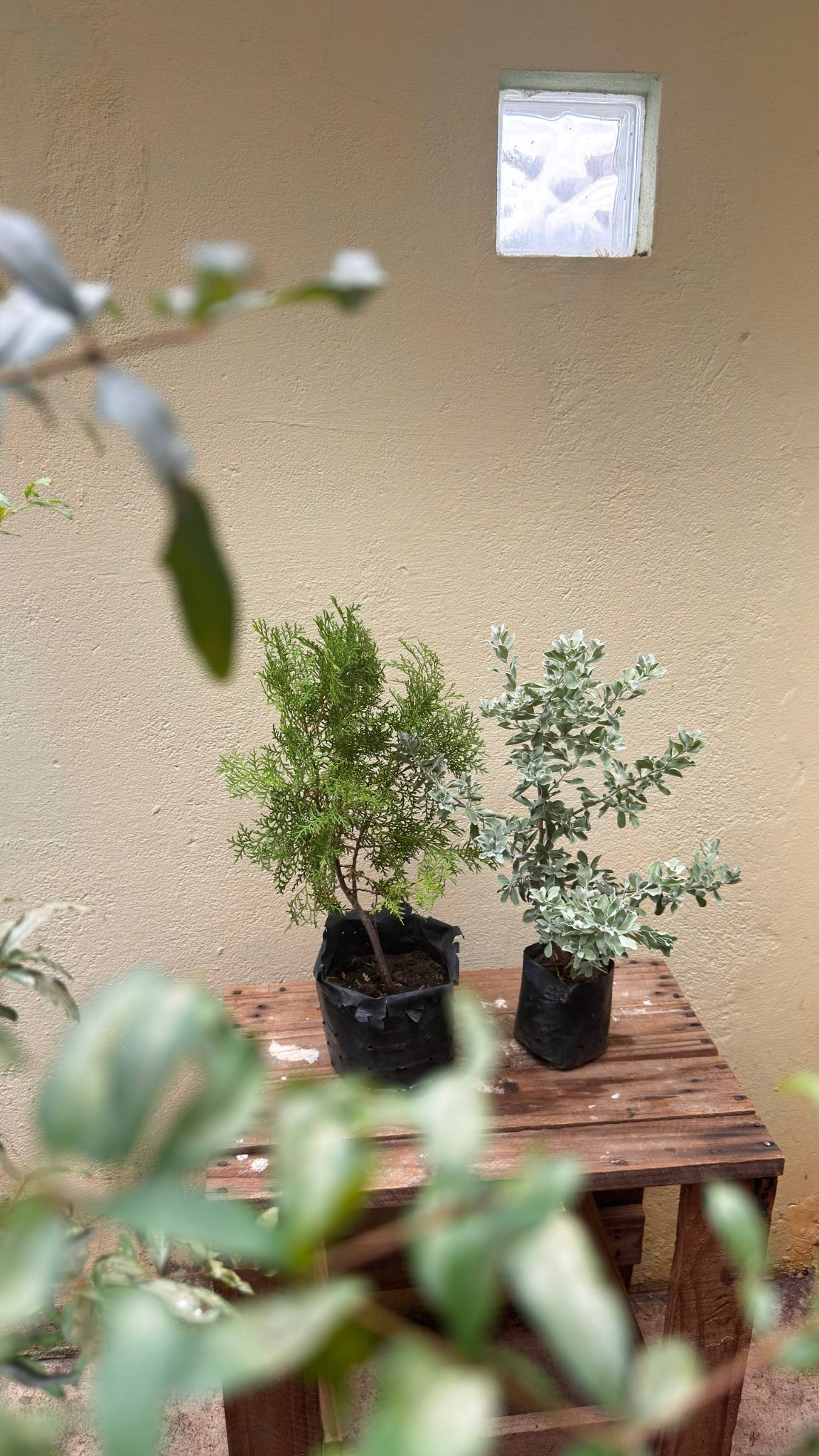 Pinheiro ornamental à esquerda, ao lado de uma chuva-de-prata