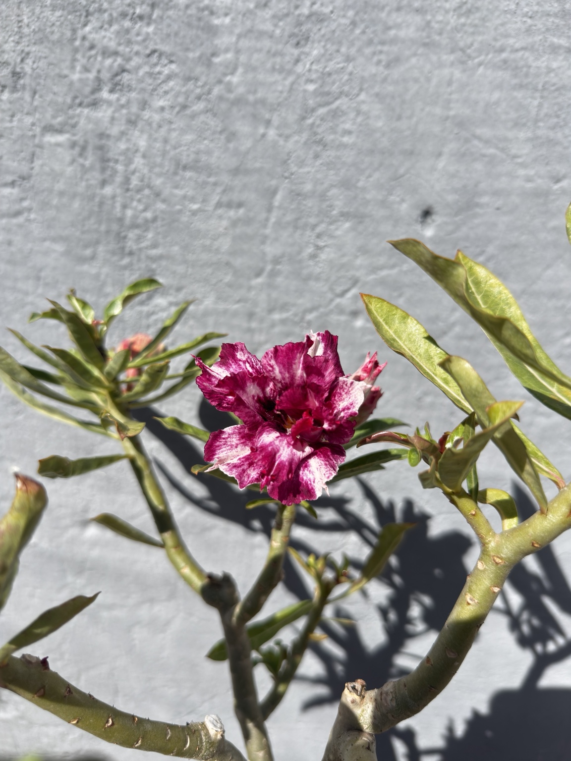 Detalhe da flor dobrada magenta e branca da rosa do deserto com identificação em confirmação