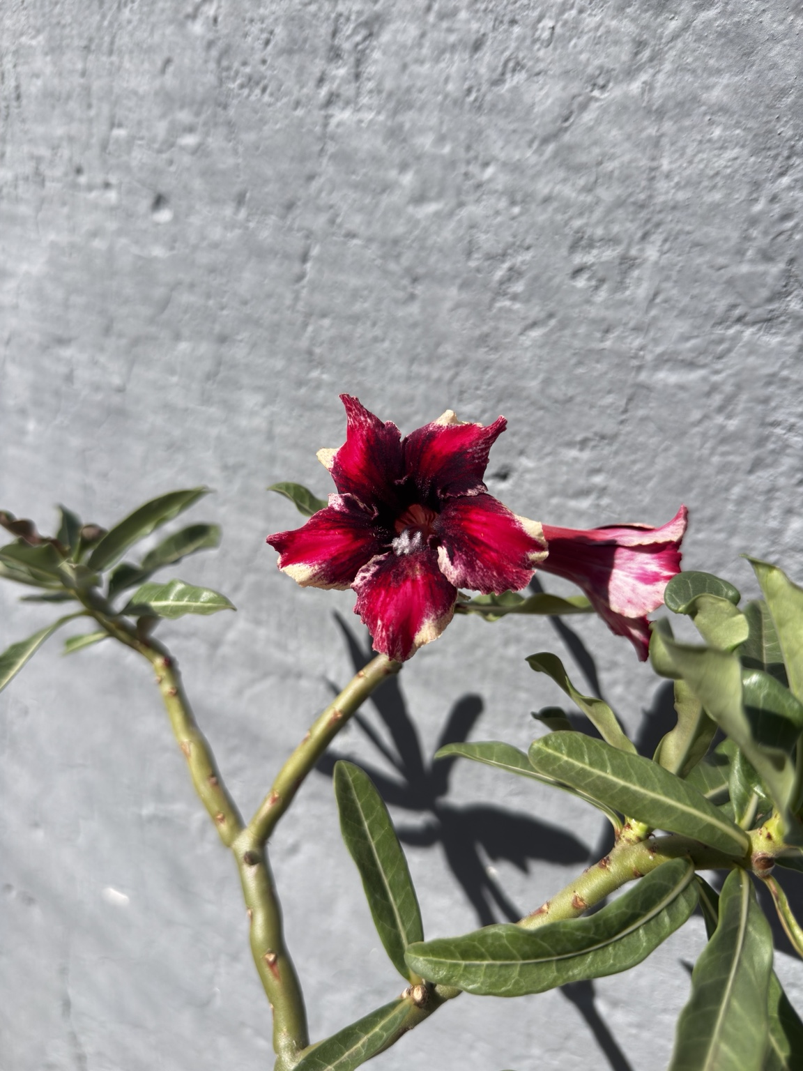 Detalhe da flor vinho e rosa da rosa do deserto Capixaba