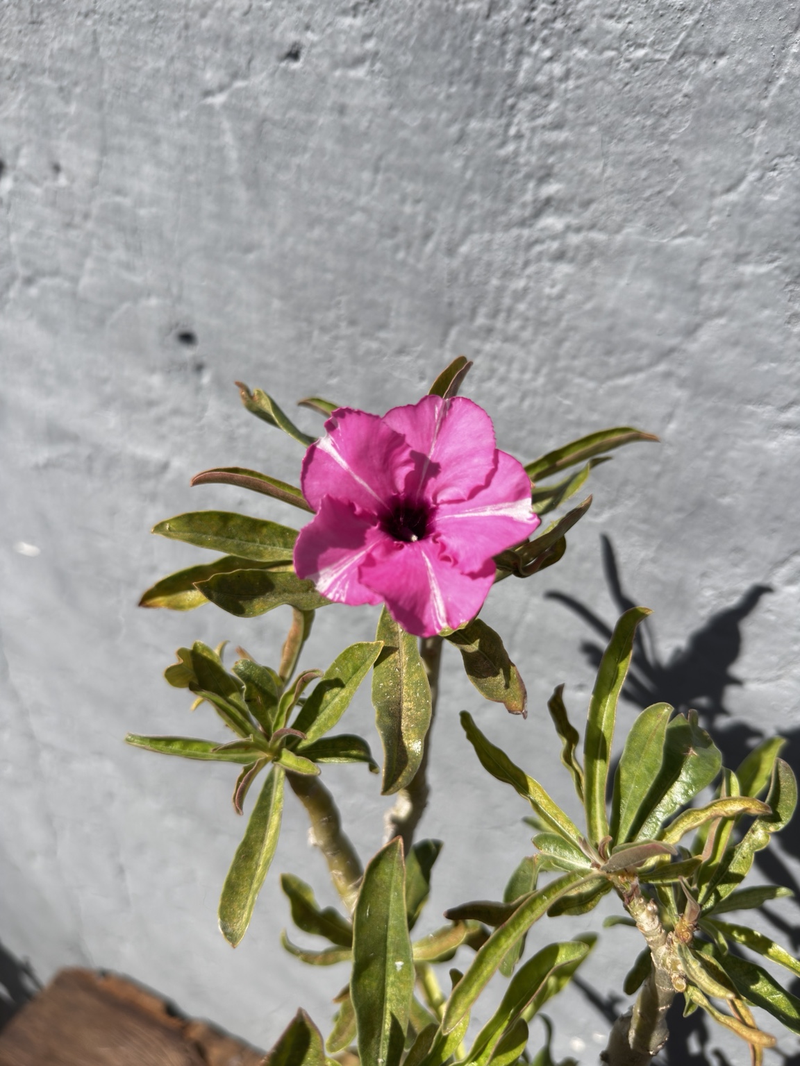 Detalhe da flor rosa com marcações claras da rosa do deserto Diamond