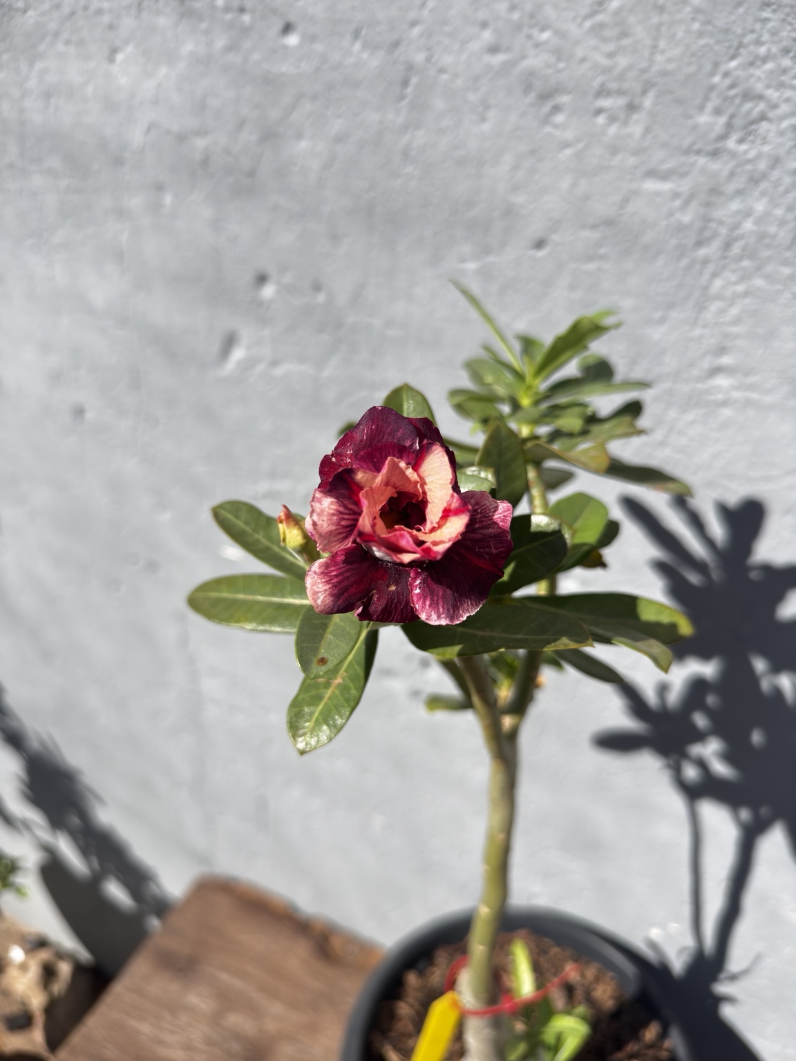 Detalhe da flor dobrada vinho e rosa da rosa do deserto Golden Faith