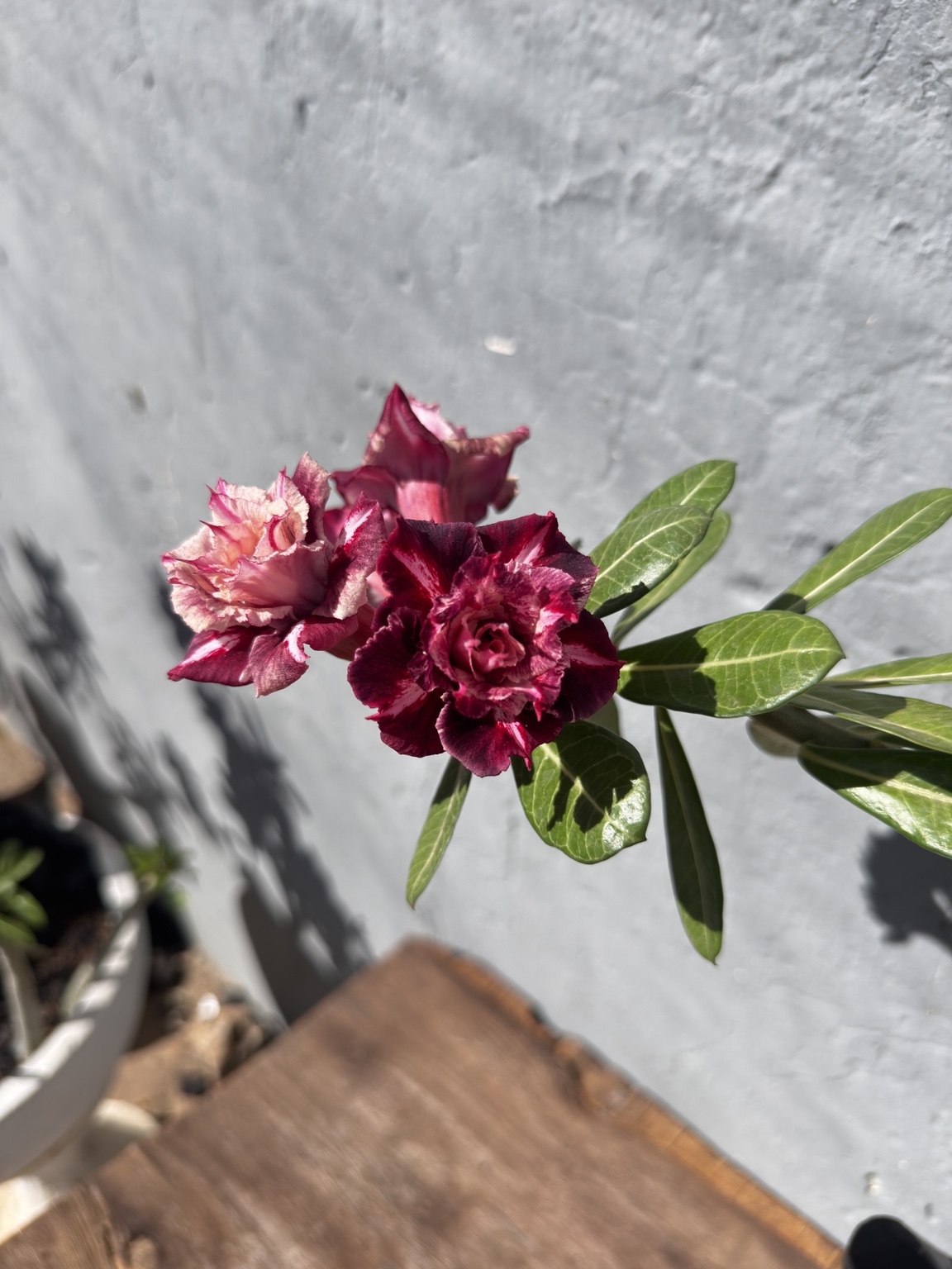 Detalhe da flor dobrada e matizada da rosa do deserto Mei Xiang