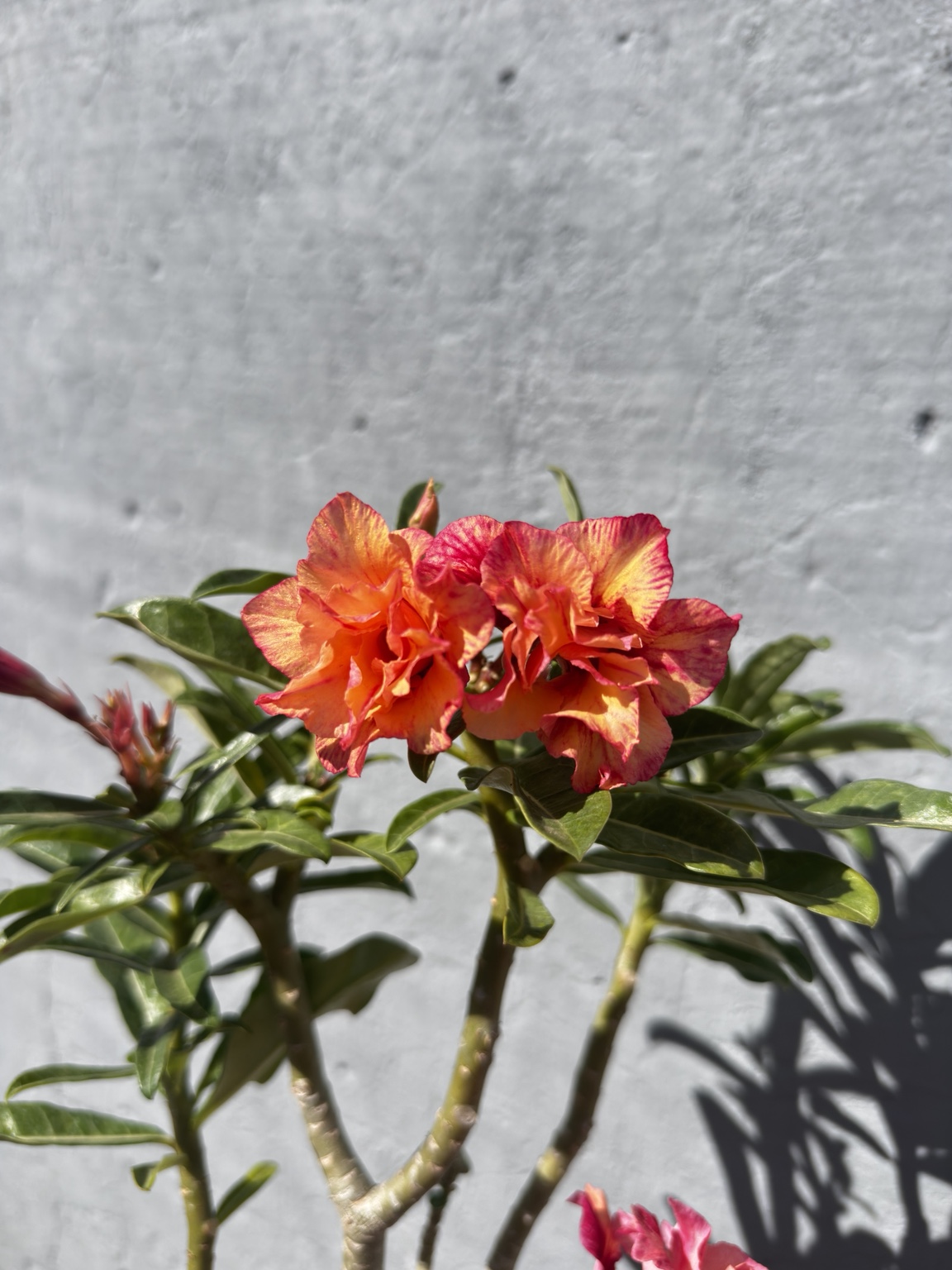Detalhe da floração laranja da rosa do deserto Orange