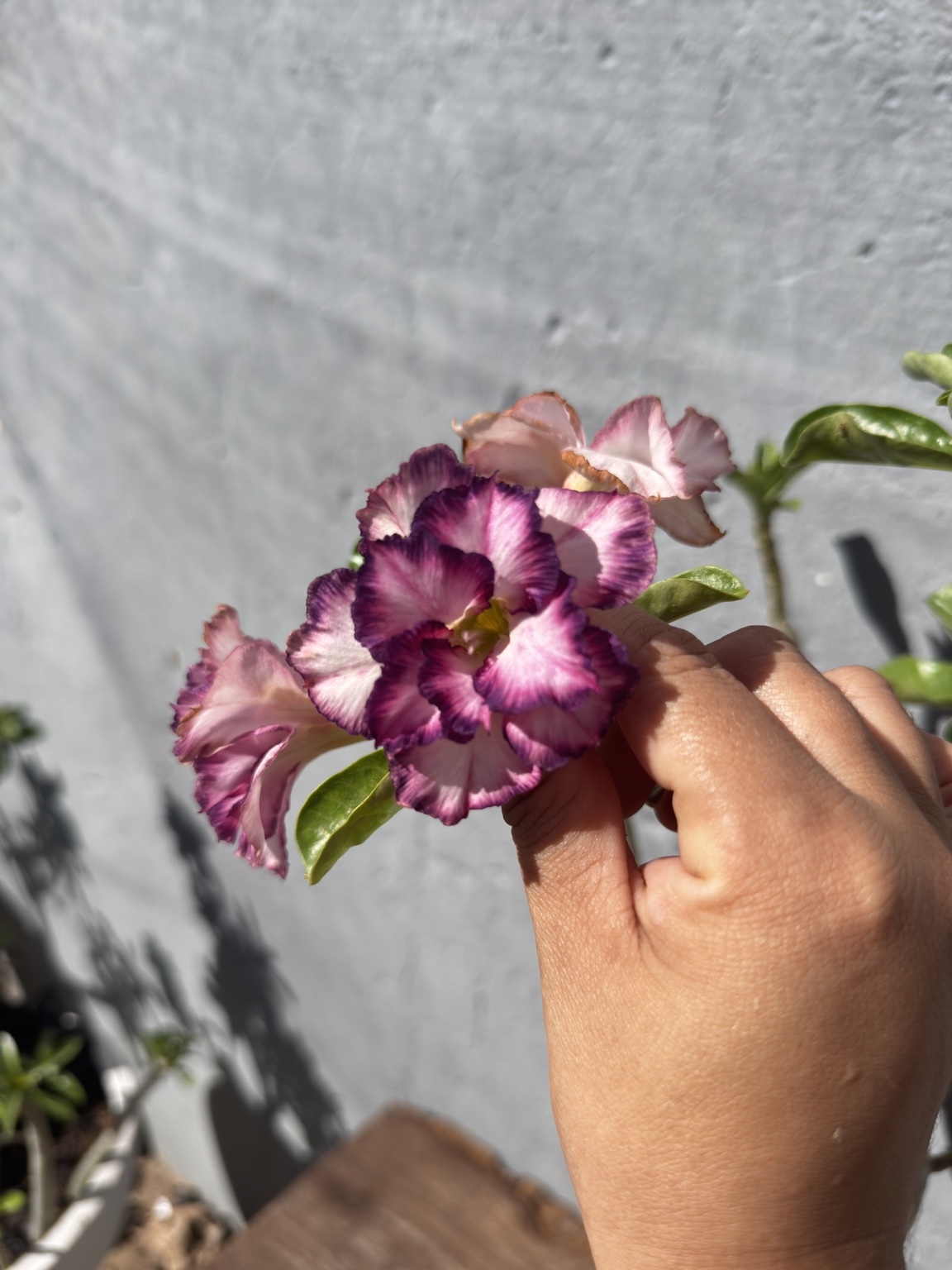Detalhe da flor dobrada rosa, branca e roxa da rosa do deserto Purple Wind
