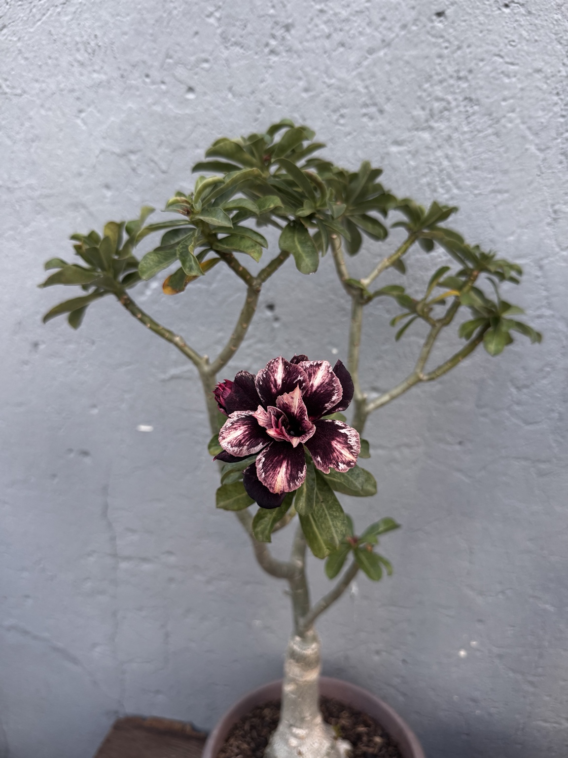 Detalhe da flor dobrada em tons de vinho e rosa da rosa do deserto Vampira