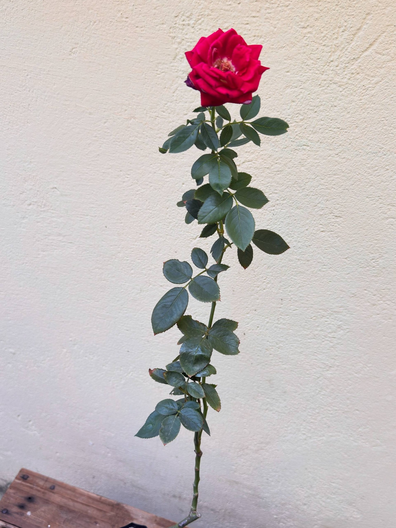 Roseira vermelha real do Ateliê mostrando flor e altura